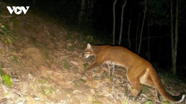 Loài động vật có nguy cơ tuyệt chủng dính bẫy ảnh