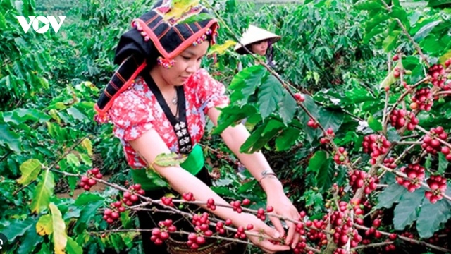 Coffee exports soar at year-end, surpassing US$8.3 billion mark