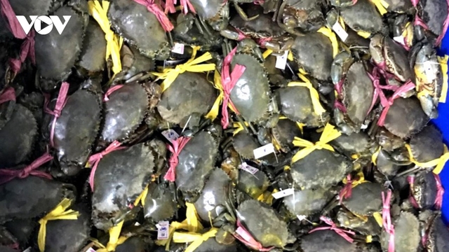 Cà Mau phát triển nghề nuôi cua bền vững