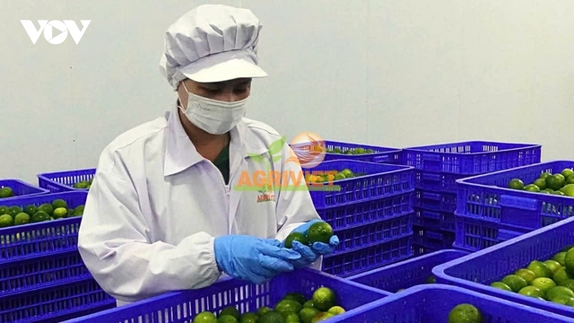 Cần xây dựng hệ thống đảm bảo chất lượng nhà đóng gói trái cây xuất khẩu