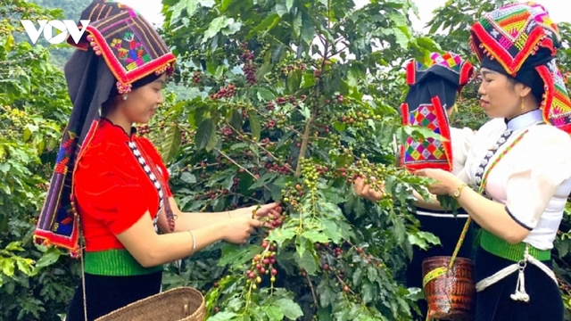 Giá cà phê thế giới bật tăng, trong nước ổn định quanh mốc 98.500 đồng/kg