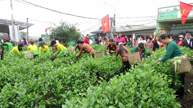 Lễ hội Hương sắc Trà xuân 2026 - lan tỏa vùng chè Tân Cương, Thái Nguyên