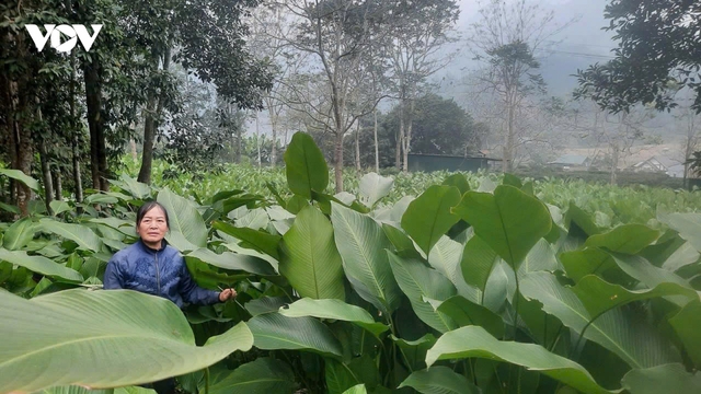 Mùa hái “lộc rừng” ở vùng cao Thái Nguyên
