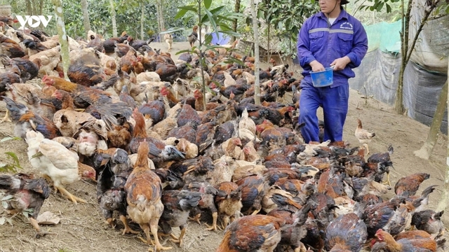 Đa dạng mô hình giảm nghèo ở miền núi Đà Nẵng