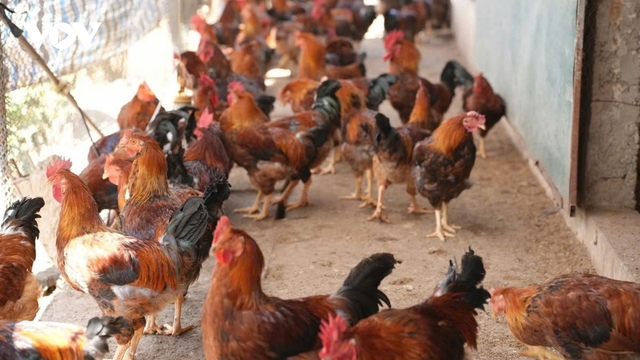 Vì sao gà trống thiến giá cao vẫn bán hết veo?