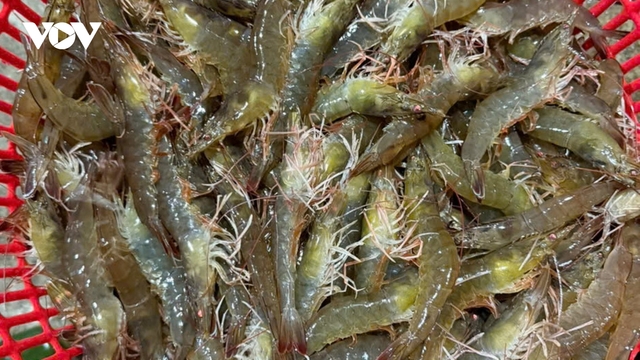 Tôm nuôi được mùa, mất giá, nông dân Đà Nẵng giảm lãi