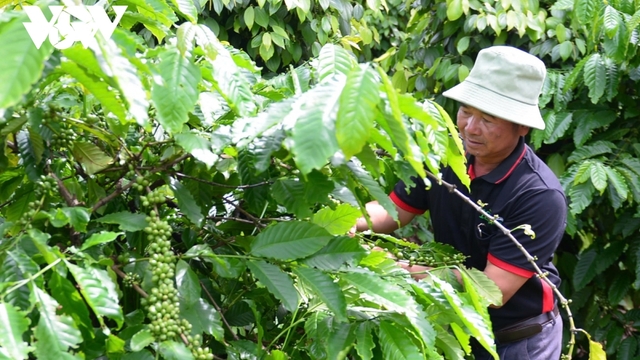 Giá cà phê hôm nay 30/4: Giá cà phê trong nước cao nhất 88.800 đồng/kg