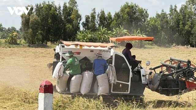 Cần Thơ bàn việc tiêu thụ lúa vụ Đông Xuân 2025 - 2026 cho nông dân