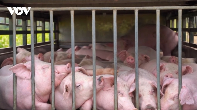 Tiêu hủy 100 con lợn nhiễm bệnh tả lợn Châu Phi ở Quảng Trị