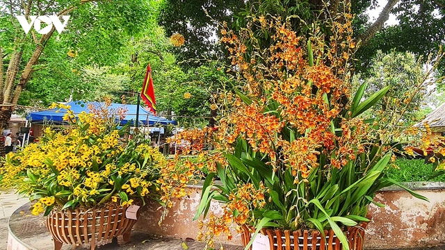 Hoa lan khoe sắc tại Đền Hùng, điểm nhấn hấp dẫn du khách dịp Giỗ Tổ Hùng Vương