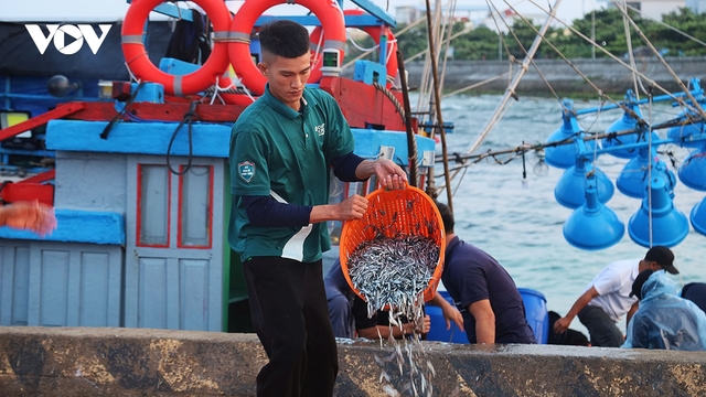 Vẻ đẹp dung dị đầy sức sống dưới ánh bình minh ở cảng Lý Sơn