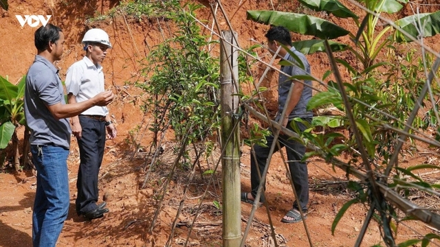 Đảng viên ở miền núi Đà Nẵng đi đầu trong phát triển kinh tế