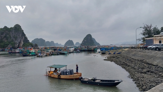 Quảng Ninh chống khai thác hải sản bất hợp pháp