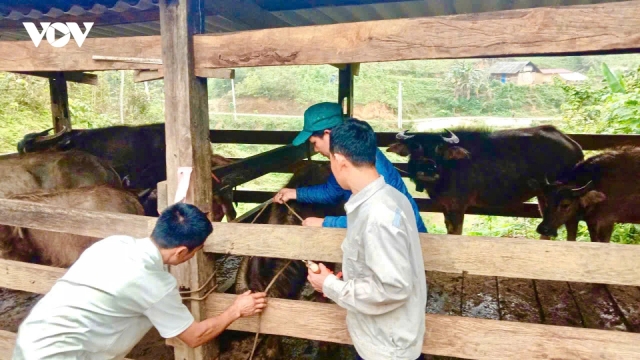 Người dân Thái Nguyên chủ động tiêm phòng đàn vật nuôi