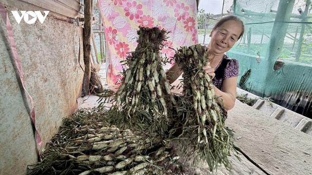 Nông dân Cần Thơ trồng rau nhút trên sông cho thu nhập cao