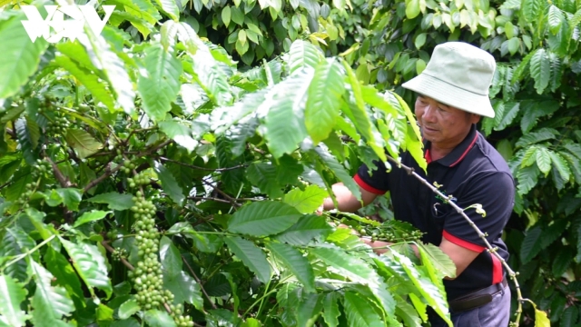 Giá cà phê hôm nay 14/6: Giá cà phê trong nước tiếp tục tăng