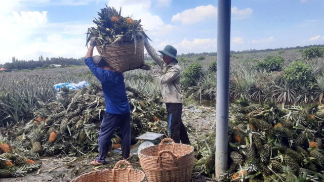 Giá khóm sụt giảm bất thường, nông dân trồng khóm vùng Đồng Tháp lo lắng