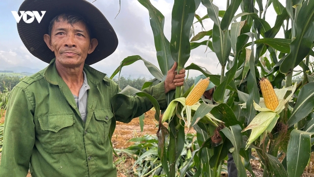 Từ đất bạc màu đến thu nhập trăm triệu đồng nhờ trồng ngô sinh khối