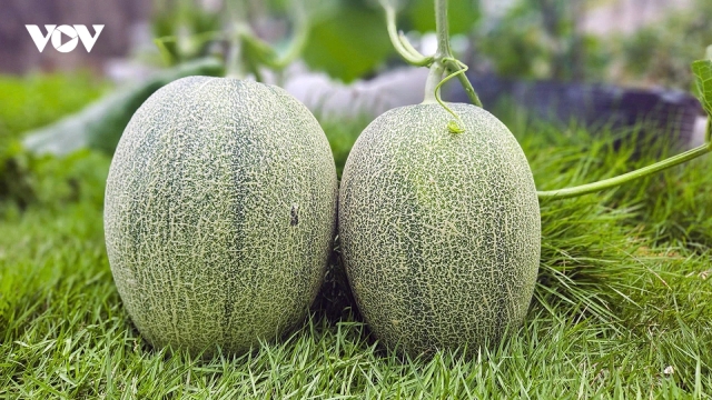 Nông nghiệp sạch ứng dụng công nghệ cao tăng thu nhập người dân Cần Thơ