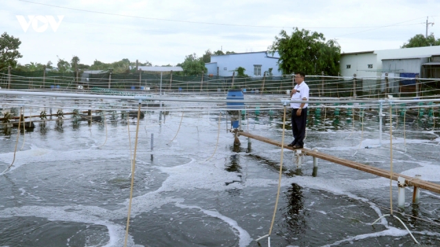 Vĩnh Long chủ động phòng, chống dịch bệnh trên tôm nuôi mùa mưa