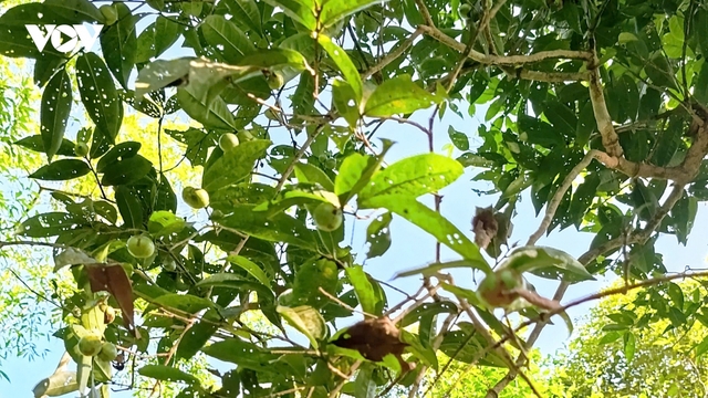 Quảng Ninh: Hành trình đánh thức những "lão trà" trăm tuổi tại vùng đất Đường Hoa