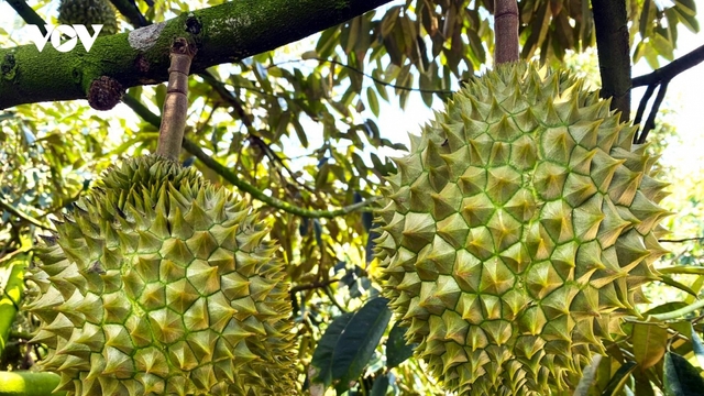 Sầu riêng Đồng Tháp xanh để vươn xa