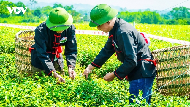 Đường Hoa khát vọng xây dựng “vùng chè di sản” Quảng Ninh