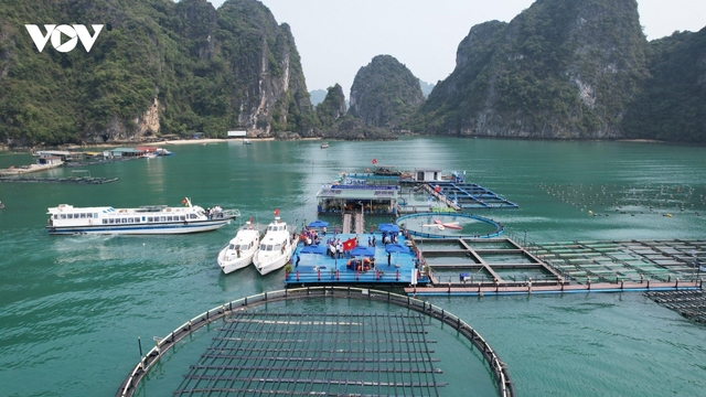 Dư địa lớn để Quảng Ninh tổ chức lại nghề nuôi biển
