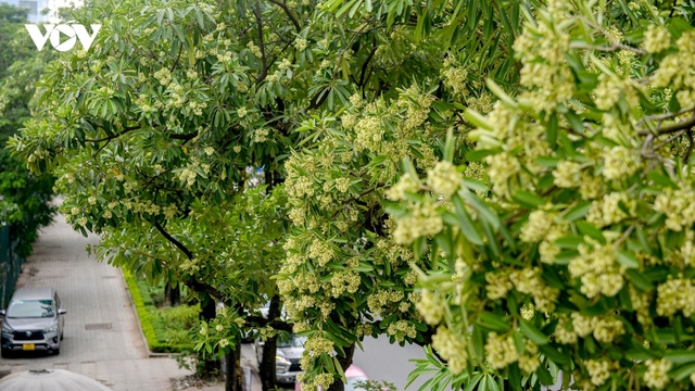 Người dân kêu khổ vì hoa sữa, Hà Nội tính phương án thay thế