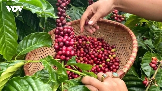 Giá cà phê hôm nay 23/10: Giá cà phê trong nước giảm nhẹ