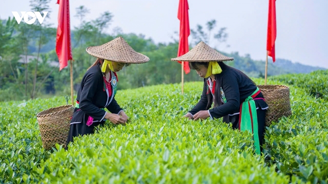 Thái Nguyên khẩn trương hoàn tất công tác chuẩn bị Festival Trà Quốc tế 2026