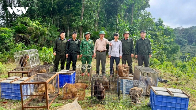 Vườn Quốc gia Vũ Quang thả 22 cá thể động vật hoang dã về tự nhiên
