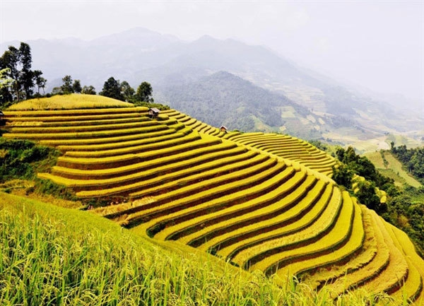 Terrace rice field in Lai Chau. Photo metrip.vn
