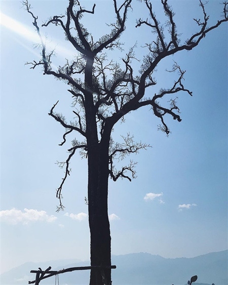 A tree in Si Thau Chai Village. Photo metrip.vn