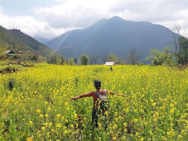 Wild flowers in winter. Photo metrip.vn