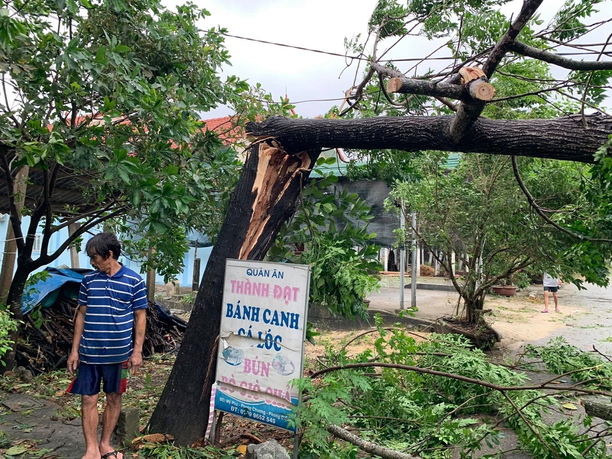 Strong gusts coupled with heavy rain cause many big trees to be uprooted.