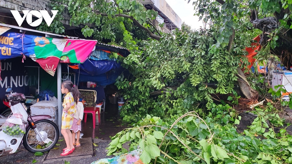 Gusting winds down big trees along the Huong River in Hue city.