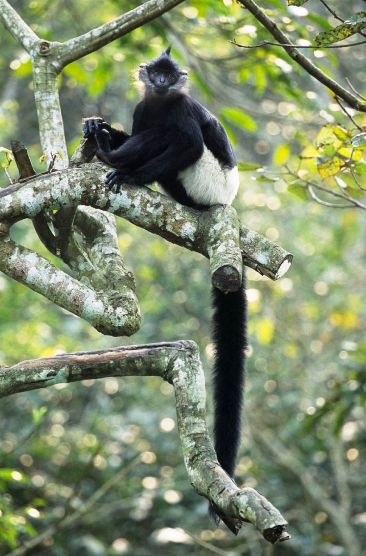 Visitors are even able to spot a number of rare species that inhabit the park.