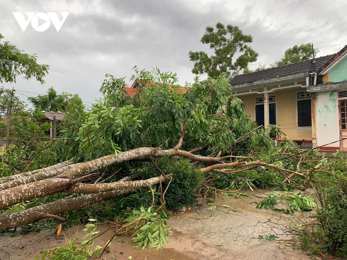 Storm Noul has brought down many big trees in central provinces when it struck the region September 18.