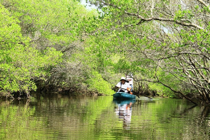 Providing basket boat rides in the mangrove forest is a good alternative job for residents of Cam Thanh (Photo: Bui Thanh Trung) 