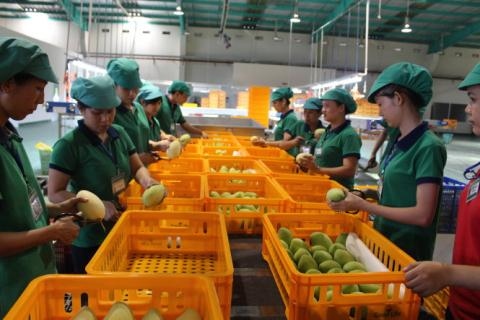 Fruit exports to the United States see positive signs despite adverse impacts of COVID-19 epidemic