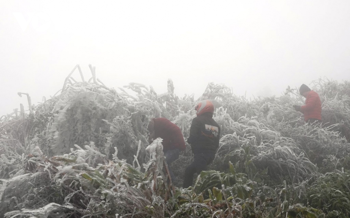 Heavy frost can be seen in Mu Cang Chai mountainous district of Yen Bai province over the past two days due to the ongoing extreme cold spell causing local temperatures to drop to as low as two degrees Celsius.