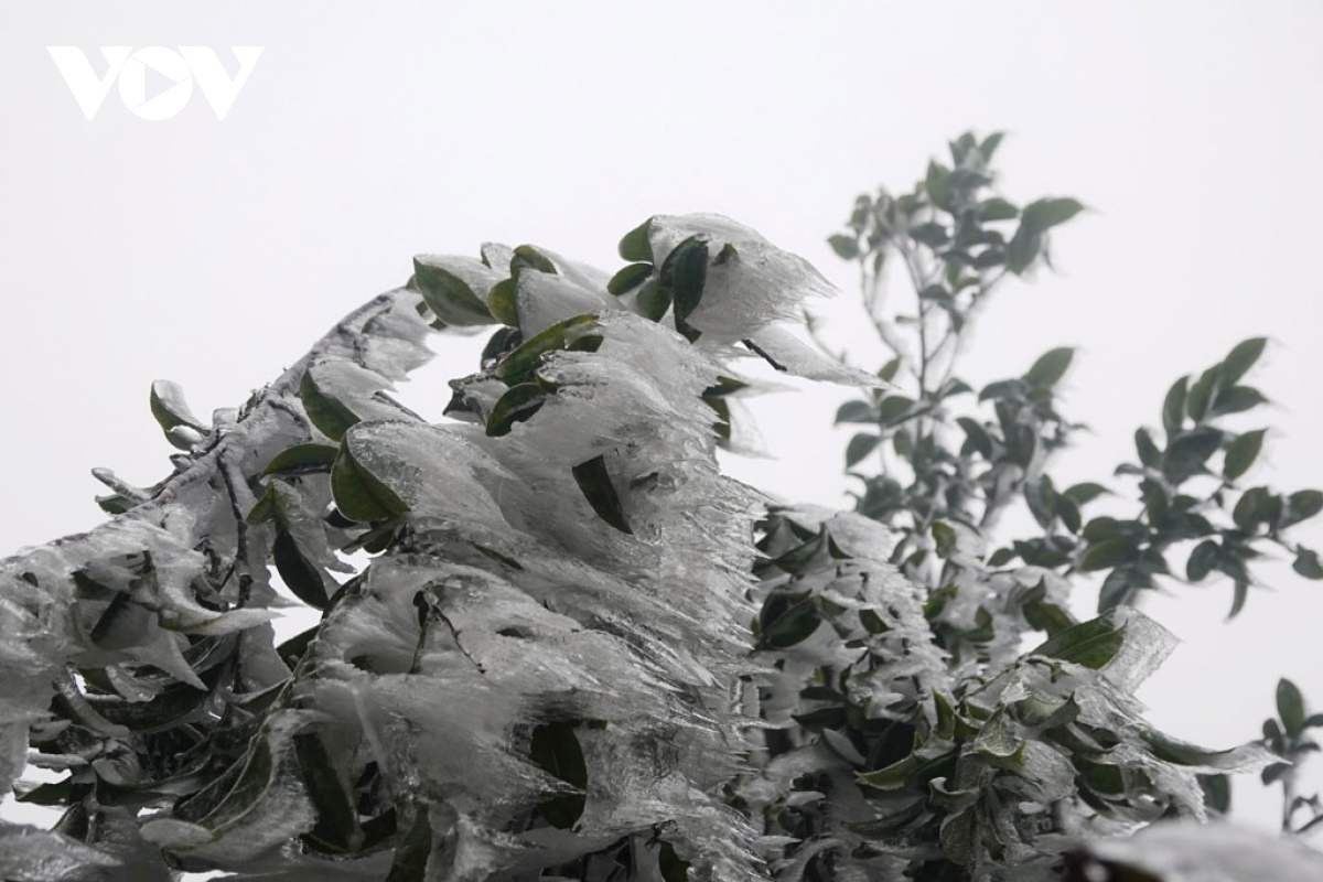 The cold causes branches and leaves throughout Mu Cang Chai district to be crystallised overnight.