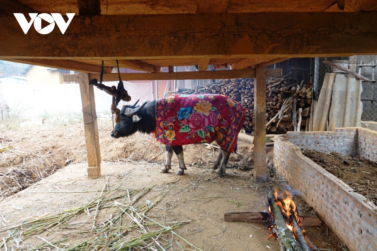 A farmer seeks ways in which to help keep buffalo warm amid harsh weather conditions.