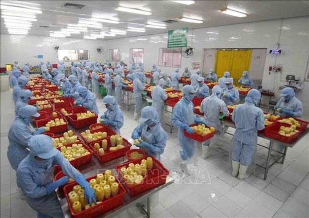 Workers process pineapple for export at the factory of the An Giang Agriculture and Food Import - Export JSC in An Giang province