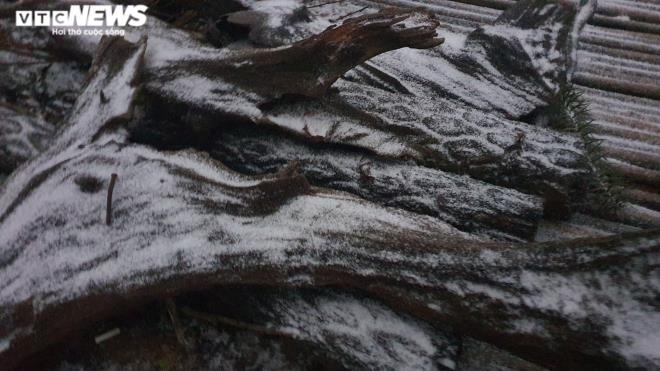 Visitors could easily spot snow on the branches of nearby trees.