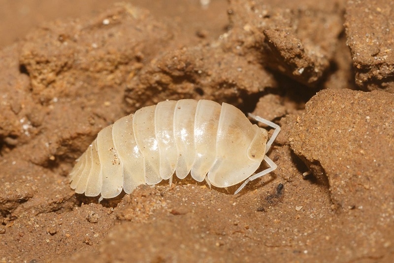 Photo: https://oxalisadventure.com