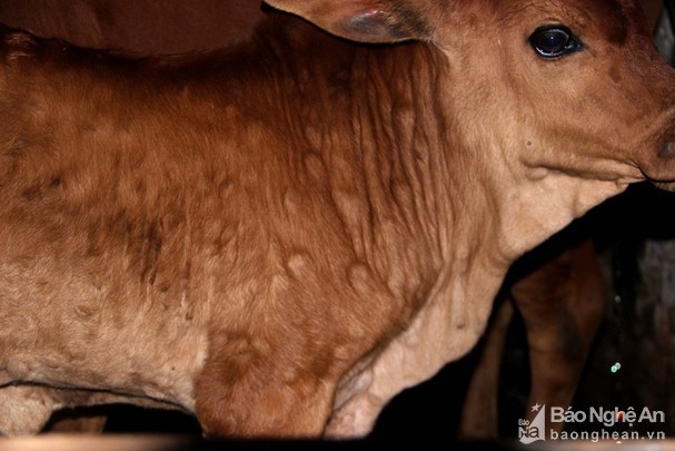 Lumpy skin disease is discovered on 240 cows and buffaloes in Nghe An province