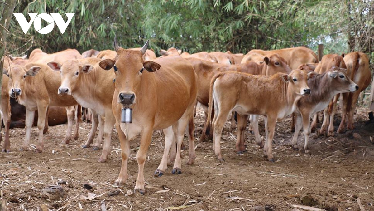  Animal husbandry is one of the priotized export strategies of the Lao agricultural sector.