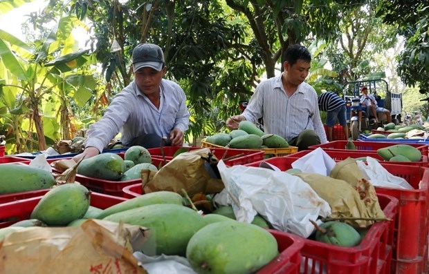 Mangoes harvested in the Mekong Delta province of An Giang